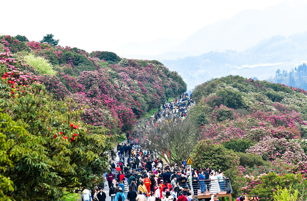 游人如织的贵州百里杜鹃管理区普底景区（4月1日摄）。