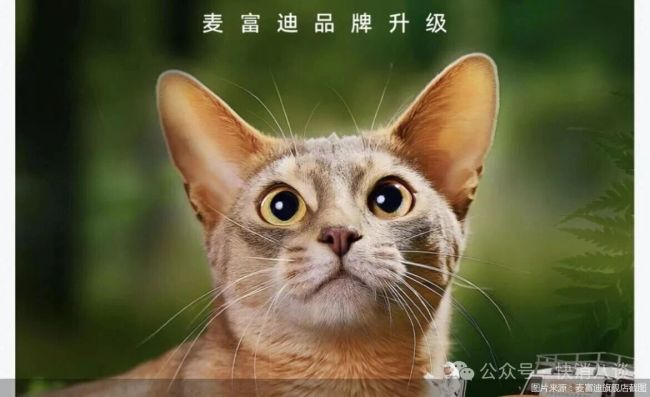 乖宝宠物加速高端化转型
